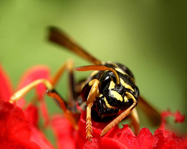wasp...(10) stock photo