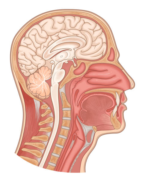 illustrazioni stock, clip art, cartoni animati e icone di tendenza di sezione sagittale della testa e del collo - nasal cavity