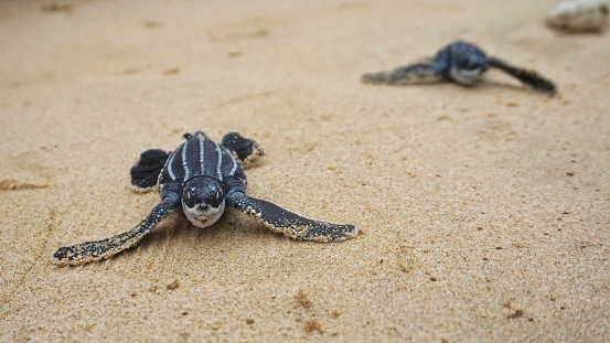 Baby leatherback turtles are released into the sea at Lhoknga beach, Aceh province, Indonesia.