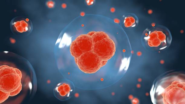 3d rendering ，cell division process - hematology imagens e fotografias de stock