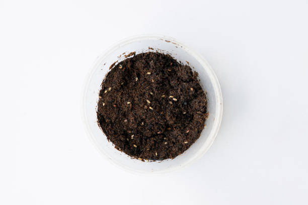 istock Spring seedlings on white background. concept of gardening 1393990771