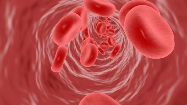 istock 3D rendering,Red blood cells flow in blood vessels 1393990804
