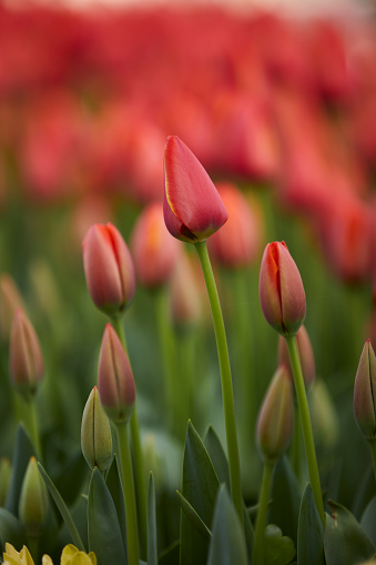 tulips in springtime, istanbul