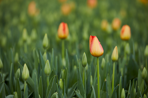 tulips in springtime, istanbul