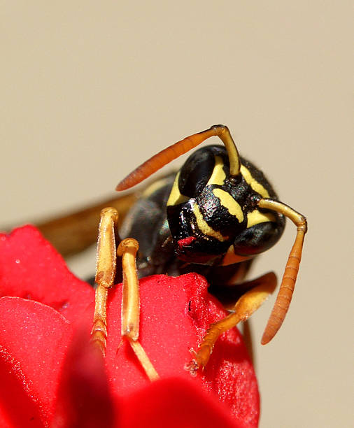 wasp...(4) stock photo