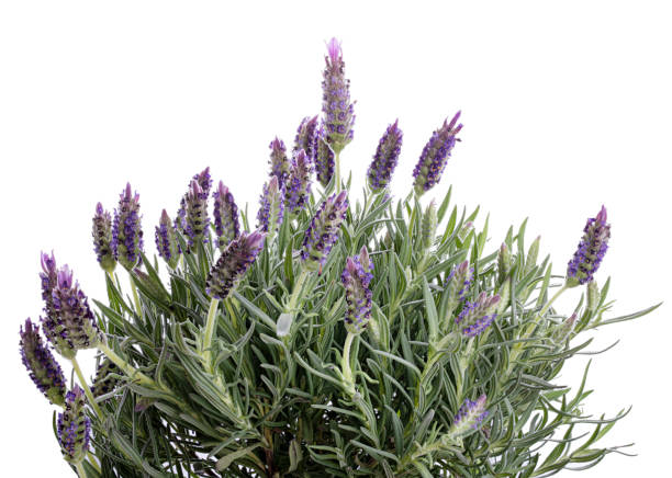 istock Fresh lavender flowers isolated on white background 1393991249