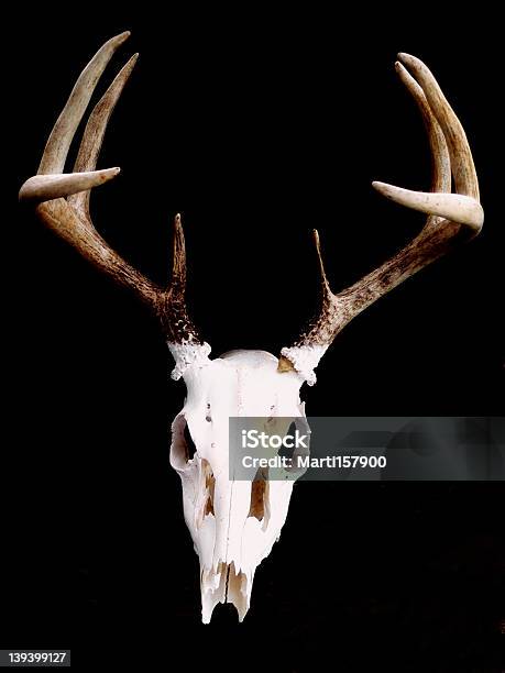 Deer スカル - シカのストックフォトや画像を多数ご用意 - シカ, ワイルドライフ, 写真