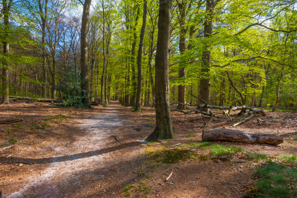 istock Trees in a forest under a blue sky in bright sunlight in springtime 1393992205