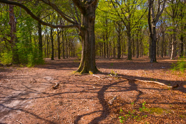 Sunlight filters through the tall trees in a peaceful forest during early spring. Casting long shadows on the leaf-covered ground. Flas-eye lens photo.