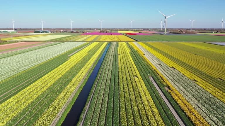 Wind power and tulips field in Holland