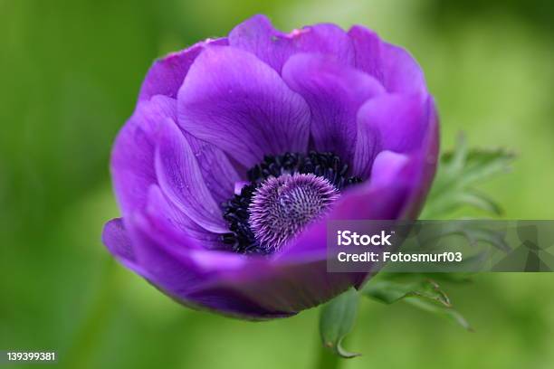 Getupfte Blanda Stockfoto und mehr Bilder von Blume - Blume, Blüte, Blütenblatt