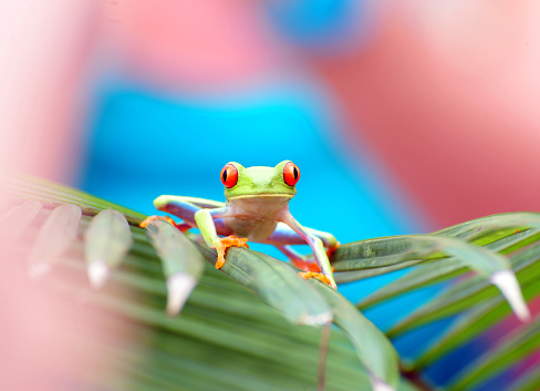 The iconic Red -eyed Tree Frog is a Costa Rican rain-forest amphibian that sleeps by day stuck to leaf-bottoms with their eyes closed and body markings covered. They are non-venomous but when disturbed flash their red eyes and show their orange feet and bright blue-and-yellow flanks - called startle coloration - which may confuse a predator, giving the frog a chance to spring to safety.