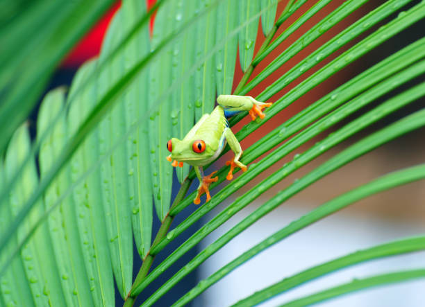istock Alert Red-eyed Tree Frog, Costa Rica 1393994204