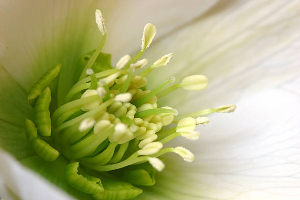 hellborus 리스 - hellebore christmasrose stamen plant 뉴스 사진 이미지