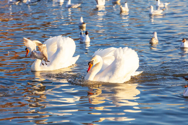 istock A White Swans And Many Gulls Swim In The River 1393994268