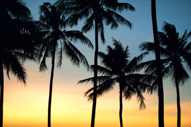 istock Sunset palm tree silhouettes as the sun sinks, Costa Rica 1393994322