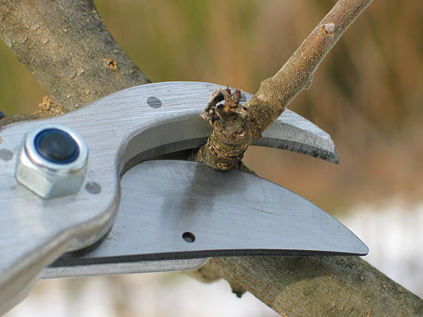 A close-up shot of an apple tree being pruned stock photo