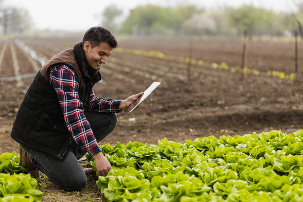 istock Young farmer inspecting lettuce in a farm field using an iPad 1393994464