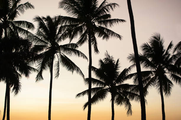 Diffused sunlight through palm tree silhouettes, Tamarindo Beach, Guanacaste, Costa Rica