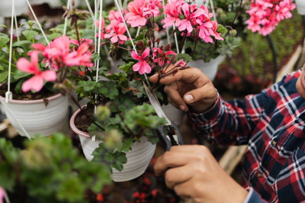 istock Male florist using scissors on flowers in a greenhouse 1393994859