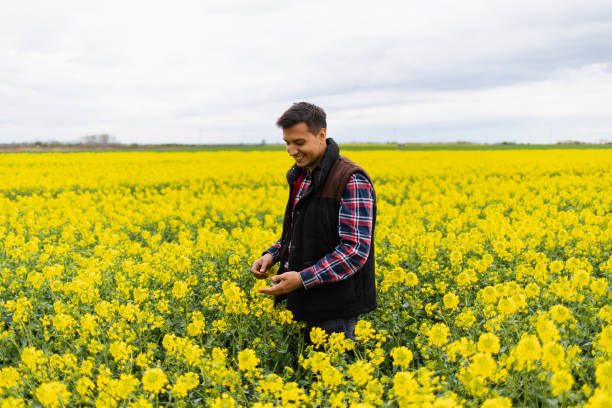 istock Young farmer working in rapeseed field 1393994979