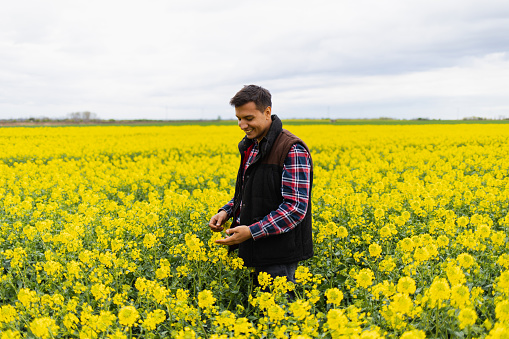 Young attractive Middle Eastern farmer walking in a rapeseed field. Agriculture. Thankful farmer. Field of crops.