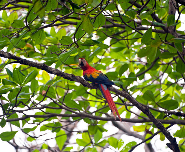 Colourful Scarlet Macaw, one of the exotic species in Costa Rica There are a huge variety of tropical birds and tropical animals in Costa Rica that contribute to the exotic beauty in nature of this wild and lush paradise scarlet macaw stock pictures, royalty-free photos & images