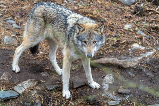 istock The wolf, Canis lupus, also known as the gray wolf or grey wolf 1393995776