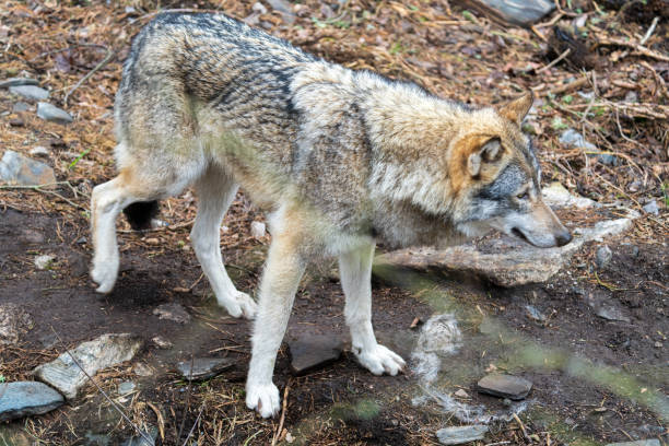 istock The wolf, Canis lupus, also known as the gray wolf or grey wolf 1393996004