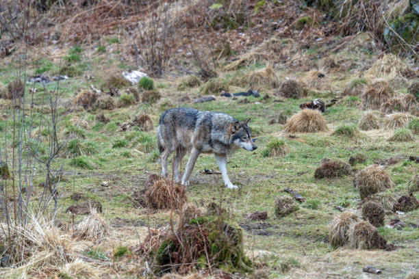 istock The wolf, Canis lupus, also known as the gray wolf or grey wolf 1393996110