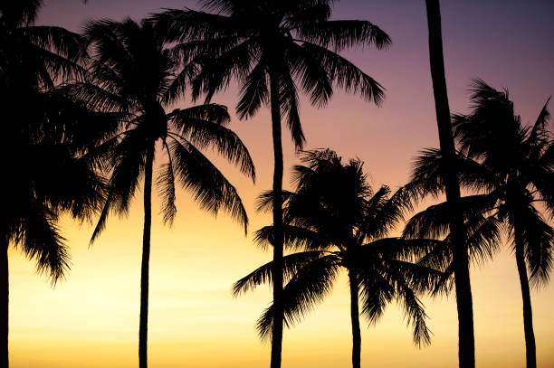 istock Tamarindo sunset silhouettes as the sun sinks, Costa Rica 1393996113