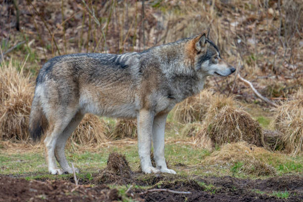 istock The wolf, Canis lupus, also known as the gray wolf or grey wolf 1393996145