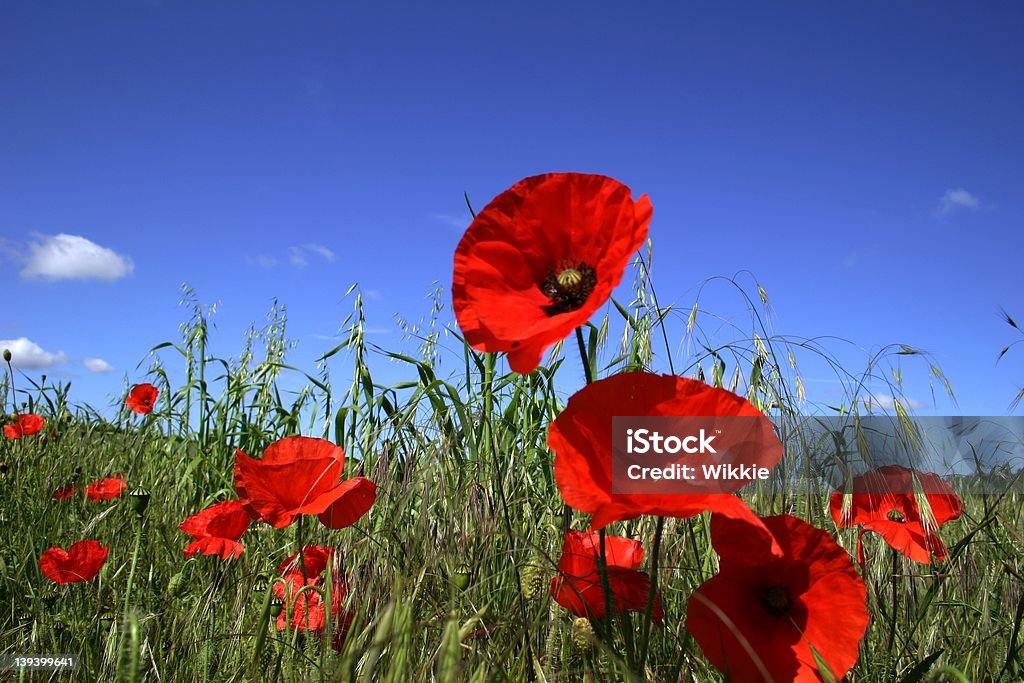 poppies - Foto stock royalty-free di Ambientazione esterna