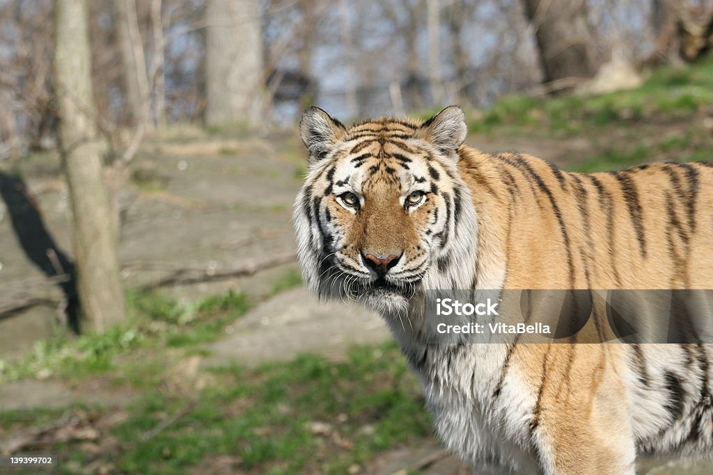 tygrys - Zbiór zdjęć royalty-free (Czarny kolor)