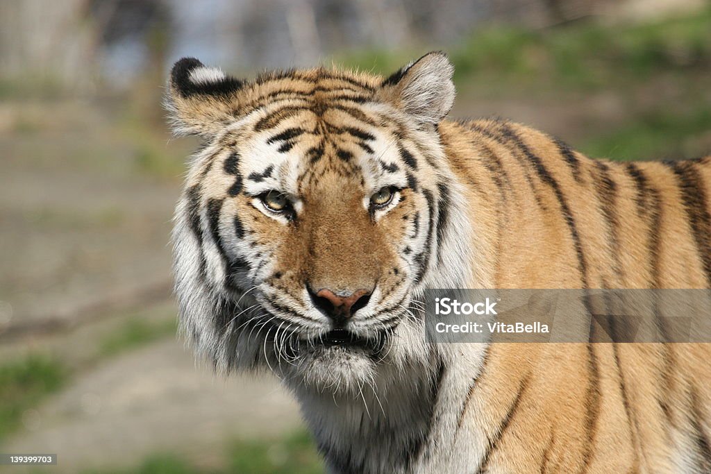 tigre - Foto stock royalty-free di Ambientazione esterna