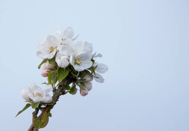 branch of a blooming apple tree against a bright blue sky with space for copy, Denmark, April 25, 2022