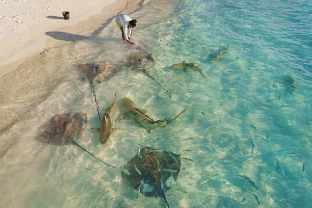 Maldives, Vilu reef Resort, 11.04.2022. Feeding sea rays and sharks on the beach in Maldives. Maldives, Vilu reef Resort, 11.04.2022. Feeding sea rays and sharks on the beach in Maldives. maldivian culture stock pictures, royalty-free photos & images