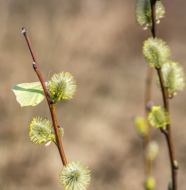 A blooming twig of willow and the first spring yellow butterfly. A spring butterfly sits on a palm bud. Yellow butterfly.