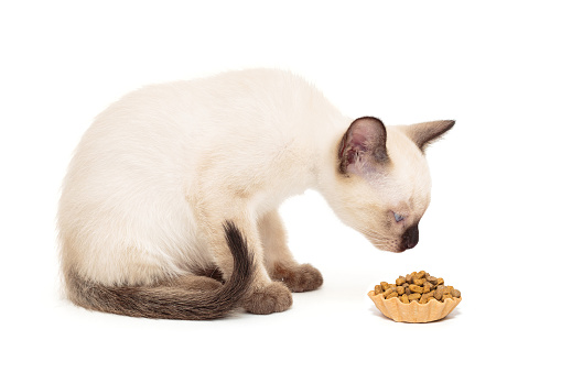 Small Siamese kitten and a tartlet with dry food isolated on white background