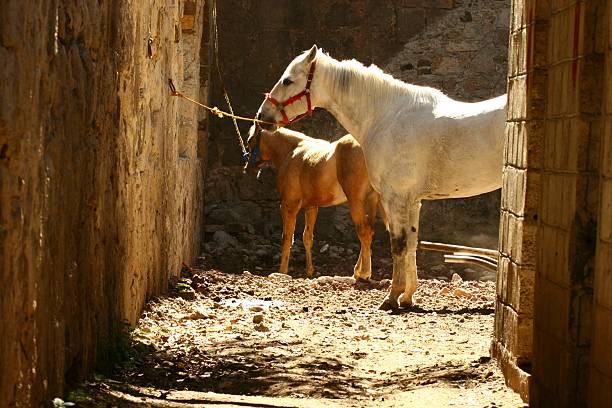 Horses Horses en Hacienda de San Miguel Regla,Mexico san miguel de cozumel stock pictures, royalty-free photos & images