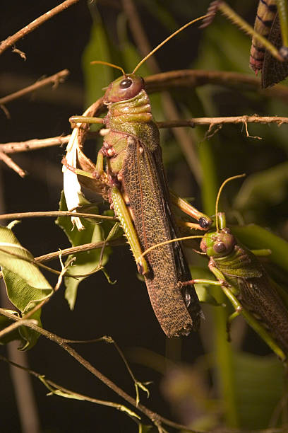 Long Buggin 10+ Buggin Stock Photos, Pictures & Royalty-Free Images - iStock