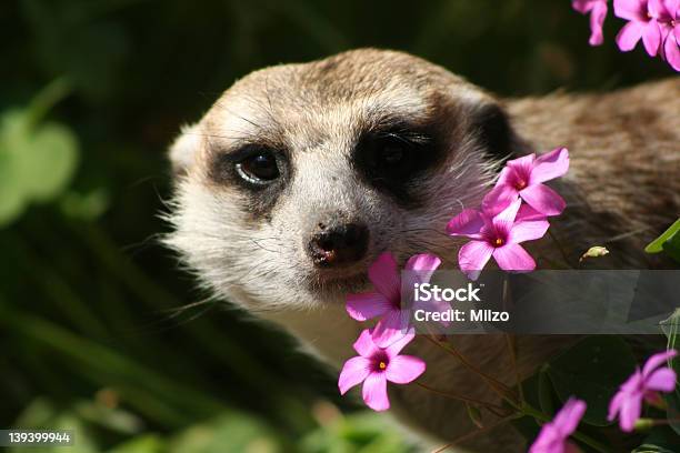 Suricata Foto de stock y más banco de imágenes de Flor - Flor, Suricata, Animal