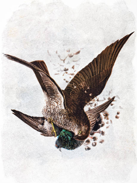 Birds in a life and death fight Illustration from 19th century. dead bird stock illustrations