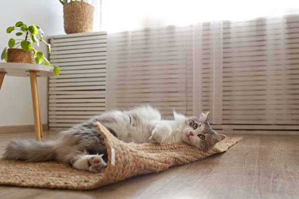 Fluffy cat at home