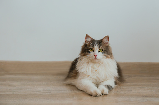 Studio portrait of a siberian cat with green eyes lying on the wooden floor. Fluffy purebred straight-eared long hair kitty. Copy space, close up, background. Adorable domestic pet concept.