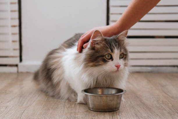 istock Fluffy cat at home 1394000411
