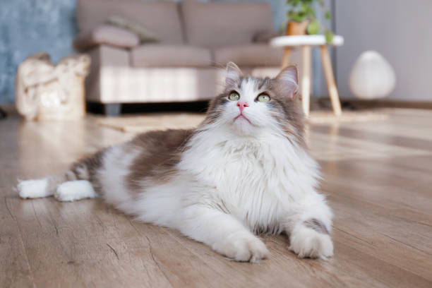 istock Fluffy cat at home 1394000421