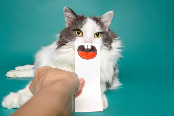 Funny Cat With Fake Mouth stock photo