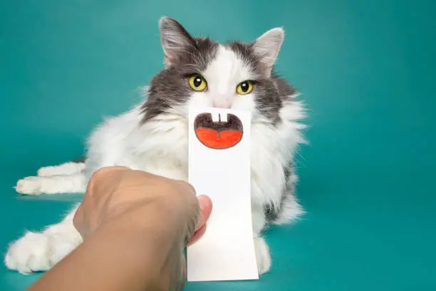 Photo of Funny Cat With Fake Mouth