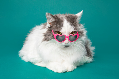 A cute portrait of a longhair cat peeking over the heart shaped sunglasses she is wearing.